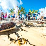 Turtle Centre rejects DoE, animal rights critics