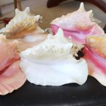 Man’s lifelong search for ‘albino’ conch ends; ‘I knew that 53 years of hunting was over’
