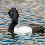 Meagre Bay Pond hosts diverse wildlife