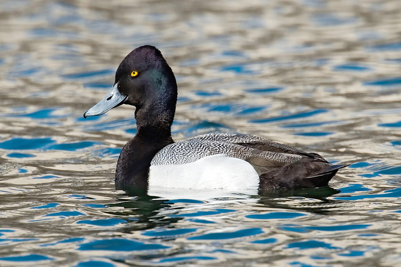Lesser-Scaup