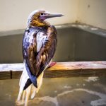 Rescued red-footed booby dies at Turtle Centre