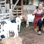 Agriculture Show celebrates 50 years
