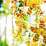 Orchids are blooming at the Botanic Park