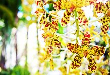 Orchids are blooming at the Botanic Park