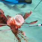 EDITORIAL – Lionfish imports: Who’s eating whose lunch?