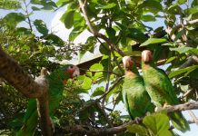 Parrot release postponed, contest deadline extended