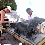 Blue iguana sculpture marks entryway to Botanic park