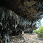 Brac proves an inviting home for bats