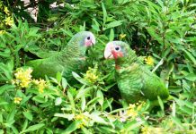 Contest puts spotlight on conservation