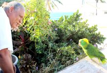 Feathered friends form a big part of East End families