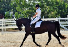 Cayman riders compete in dressage