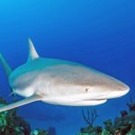 Scuba divers count shark population in Cayman waters
