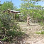 Logwood cleared from back of Bodden Town Mission House