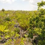 Bodden Town-Rum Point road proposed through mangroves