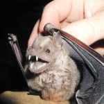 Bat habitat in Lower Valley nominated for protection
