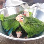 Turtle Centre getting ready for spring parrot release