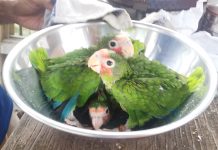 Turtle Centre getting ready for spring parrot release
