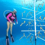 Coral nurseries thrive in Grand Cayman waters