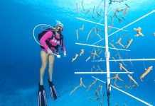 Coral nurseries thrive in Grand Cayman waters