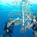 Spawning season gives coral nurseries chance to shine