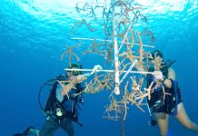 Spawning season gives coral nurseries chance to shine
