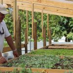 Cayman farmers reach sky high to meet local vegetable demand