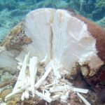 Cargo ship owners sue port over reef damage