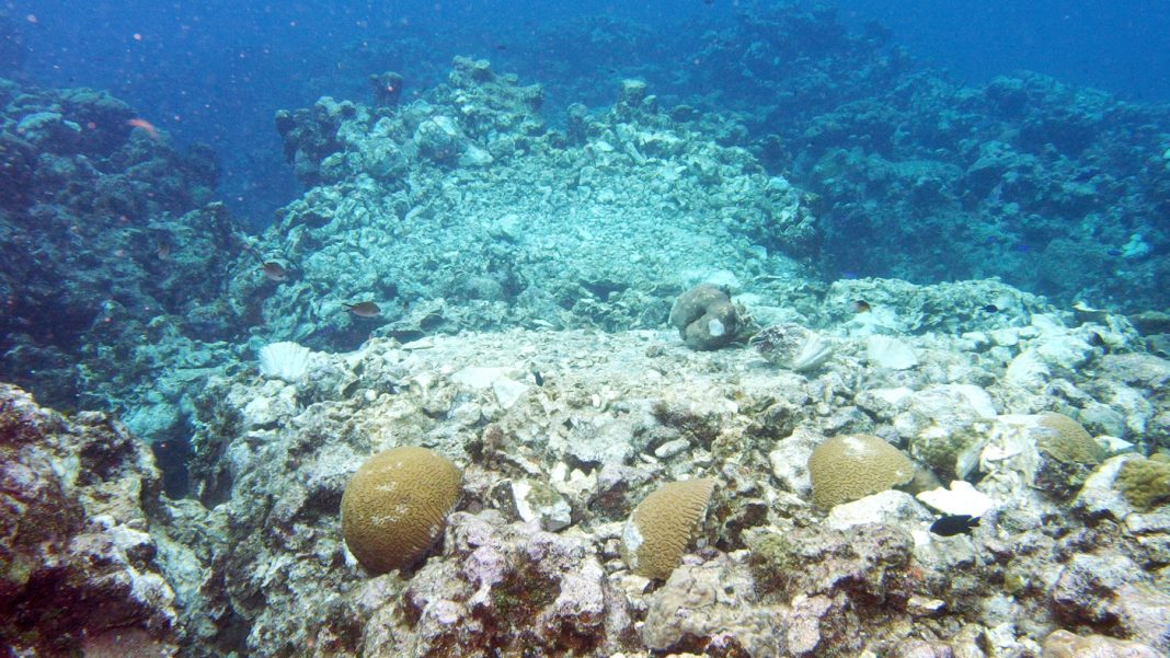 Saga-reef-damage-2