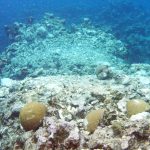 EDITORIAL – When ships damage reefs, the Port Authority must find its voice