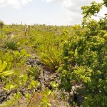 Council plans to advance protection of Little Cayman’s east end
