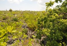 Council plans to advance protection of Little Cayman’s east end