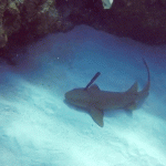 EDITORIAL – Why would anyone stab a nurse shark?