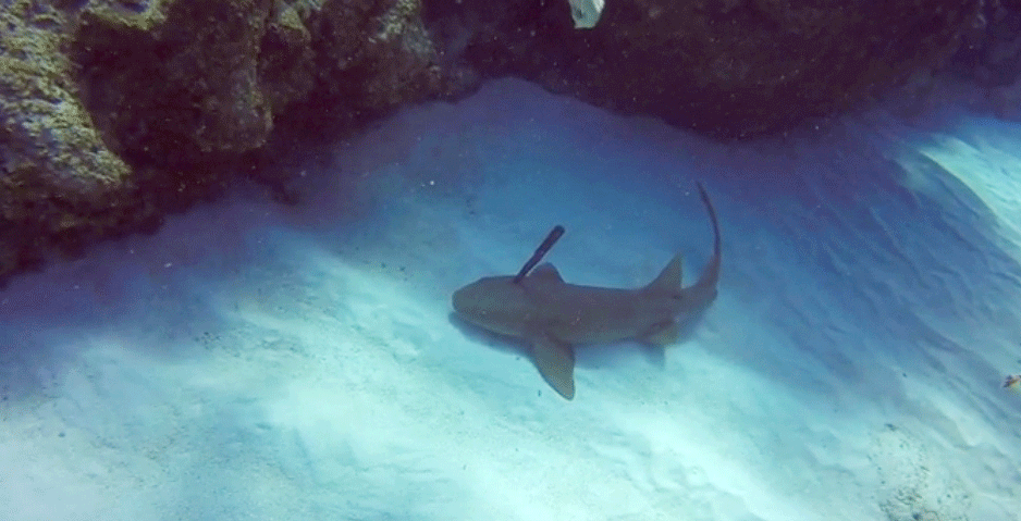 Knife-in-nurse-shark