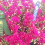 Garden Club’s show celebrates 60 years