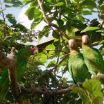 Parrot release poster and essay contest finalists announced