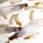Invasive flying termites create a buzz in Cayman