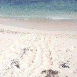 No joke, first sea turtle nest found on April 1