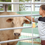 Record attendance at Brac Ag Show