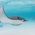 Butchered eagle ray found in East End