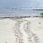 Wanted: Volunteers to find turtle tracks