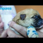 Seven puppies found dumped in plastic bag