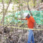 Tie a yellow ribbon around the Aegiphila caymanensis tree
