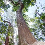 Mastic Trail springing to life