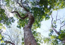 Mastic Trail springing to life