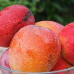 Cayman’s mangoes rooted in long history
