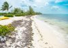 Sargassum seaweed floods Cayman’s coastline