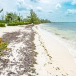 Sargassum seaweed floods Cayman’s coastline