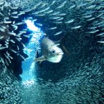 Silversides: A divers’ favorite returns to Cayman’s caves