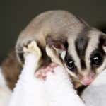 EDITORIAL – Exotic pet peeve: Clarity needed on animal smuggling