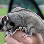 Exotic pet probe continues